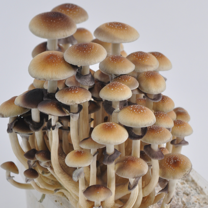Twisted Fantasies  Muscaria Mushroom Grinder